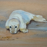 Seal -Pup