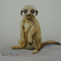 Baby-Meerkat