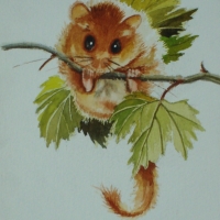 The-Dormouse